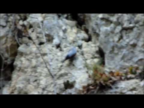 Fluturas de stanca, Tichodroma muraria, Wallcreeper