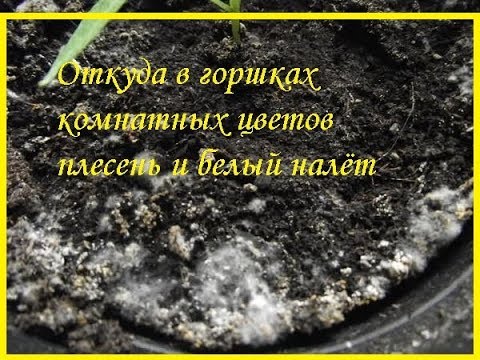 Откуда в горшках комнатных цветов плесень и белый налёт / Галерея Цветов / Flower Gallery
