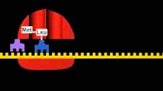 Trascrizione e Traduzione (Biologia)