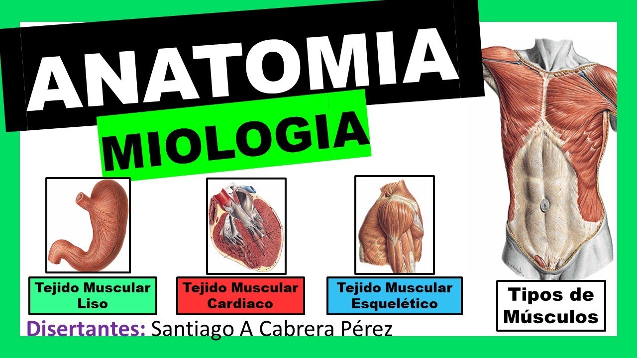 ▌ANATOMÍA ▌MIOLOGIA - (Generalidades  y Clasificación) ▌💀