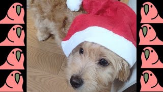 我が家に犬が来ました!!