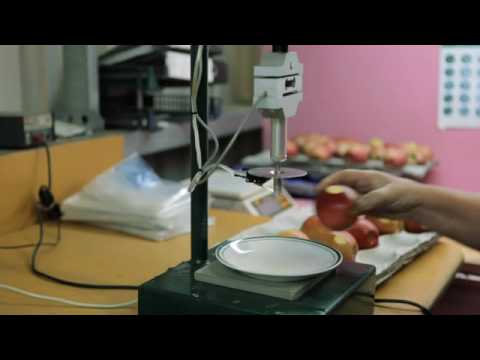 ENZA JAZZ Apple Growers - BIRDHURST ORCHARDS