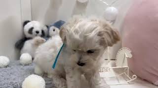 ハーフ犬の動画01