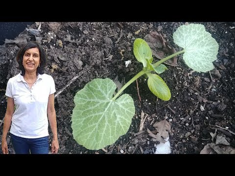 How to Grow Zucchini From Seeds - First 6 Weeks