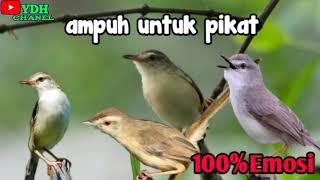 Download lagu SUARA PIKAT BURUNG KLIK KLIK PRENJAK SAWAH TARUNG ... mp3