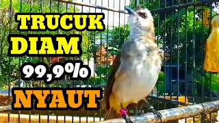Download lagu Trucuk Diam Nyaut, di pancing suara burung trucuk betina betina memanggil jantan trucukan gacor mp3