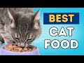 What is Best To Feed Your Cat?