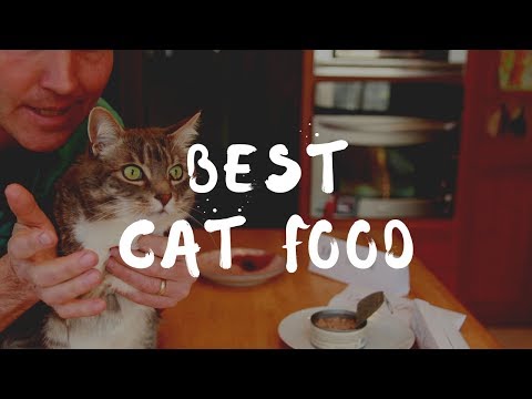 What is Best To Feed Your Cat?