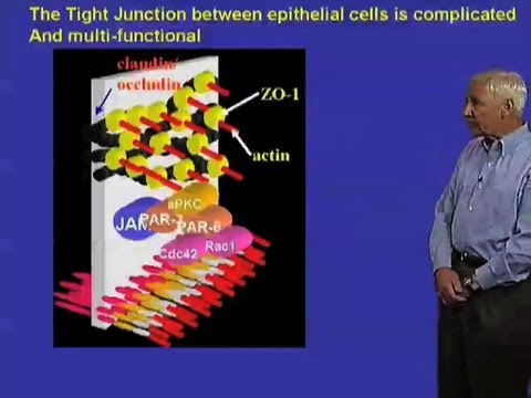 Tight junctions - Stanley Falkow (Stanford) - YouTube