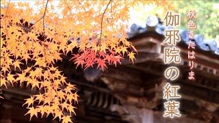 🍁伽邪院の紅葉～兵庫県三木市～