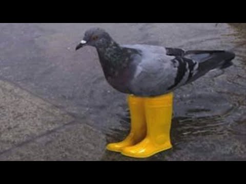 Śmieszne Filmiki świadczące o tym że Gołębie to stan umysłu 😆🐦