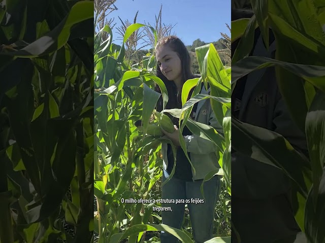 Você já utiliza o consórcio Milho + Feijão + Abóbora na sua área de cultivo? Conheça o MILPA!