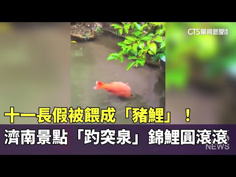 十一長假被餵成「豬鯉」！濟南景點「趵突泉」錦鯉圓滾滾