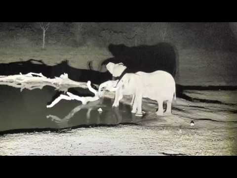 Djuma: Elephants come down for a night time drink - 19:14 - 10/11/18