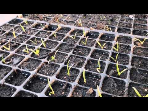 Odlingsdagboken 7april -mina topp 3 självhushållning grödor , knep för odla lagerblad och växthuset