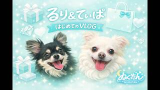 【犬のいる暮らし】るりとてぃぱののんびりな1日。マイペースな2匹に癒やされてください🐶🐾