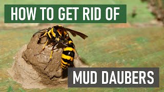 How to Get Rid of Mud Daubers [Mud Wasps / Dirt Daubers] 4 Easy Steps!