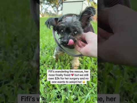 Can you help our rescue dogs⁉️🥺Link in our bio🫶 #amazon #rescuedog #chihuahua #shelter #florida