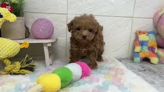 タイニープードルの動画01