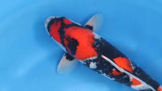 video van Showa 2411011