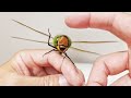 The Process Of Making Friends With The Emperor Dragonfly