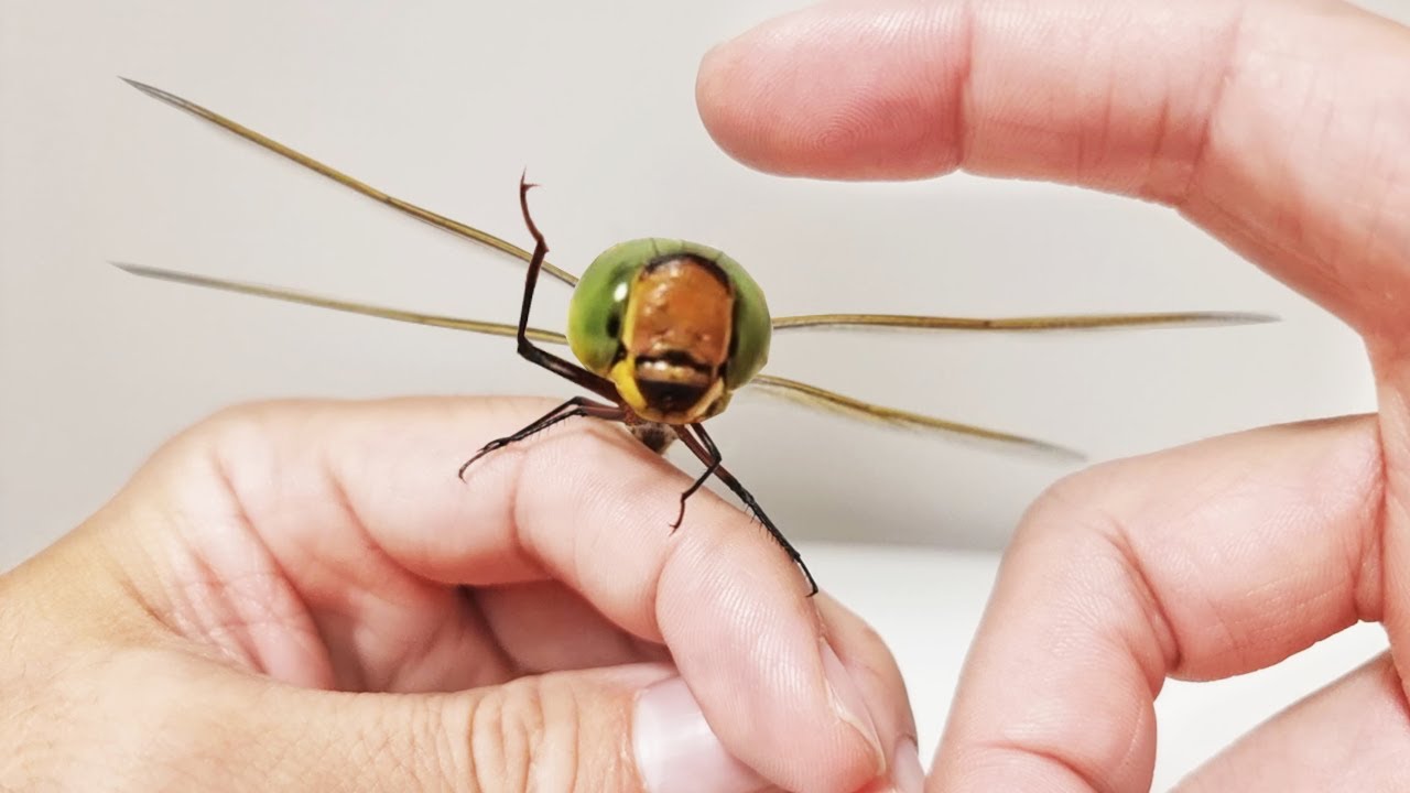 The Process Of Making Friends With a Emperor Dragonfly
