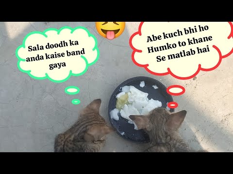 CatsAdil Morning  @CatsAdil #status #kitten