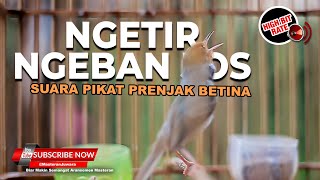 Download lagu 🔴Wow❗️ Prenjak Betina Gacor Bisa Gacor Seperti Jantan mp3