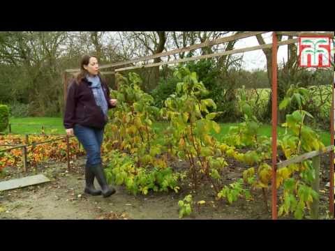 How to grow raspberries with Thompson and Morgan. Part 2: Pruning raspberry canes.