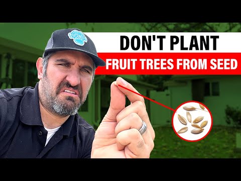 DON'T Plant Fruit Trees From Seed! 🌳🤔| Reasons It Won't Work As Planned