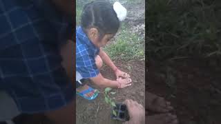 गुरुवीर ने लगाई मिर्च 🌶️ की पौध