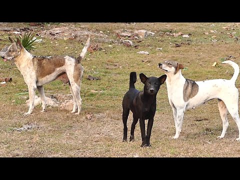 Best time for Countryside dogs || #1970 Nature Show