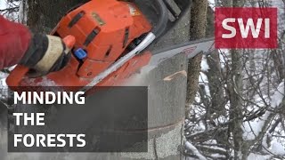 No future in forestry