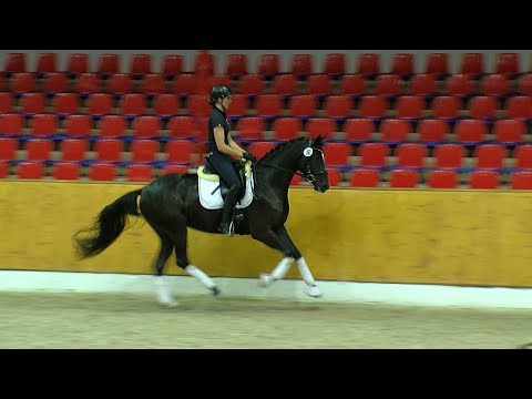 St v Floriscount x Hotline x Lord Liberty G 2017