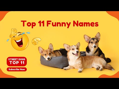 Top Dog Names | Top 11 Street Dog name | Unique Dog Name | In Hindi-English