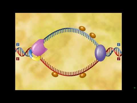 Bio 181- Lec 29 - Chp 16 slds 20-27 and Chp 17 slds 1-13