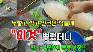 잘 안크는 작물에 이것을 만들어 이렇게 뿌려줬더니 폭풍성장 2배 빨리 자라요 #천연성장촉진제 #막걸리액비