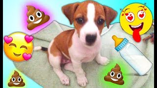 Джина Маленький Щенок Новый Дом Первый День Дома у Elli Di Pets