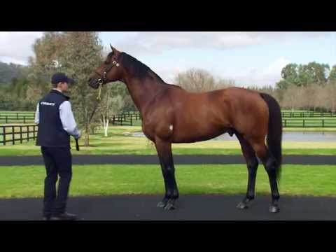 Big Brown - Vinery Stallion Parade in 2014