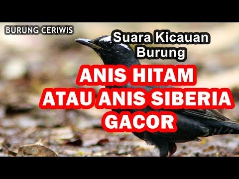 download lagu mp3 mp4 Makanan Burung Anis Siberia, download lagu Makanan Burung Anis Siberia gratis, unduh video klip Makanan Burung Anis Siberia