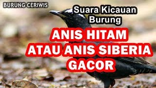 Download lagu SUARA KICAUAN BURUNG ANIS HITAM ATAU ANIS SIBERIA GACOR COCOK BUAT MASTERAN mp3