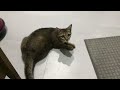 My Cat Ate A Bat