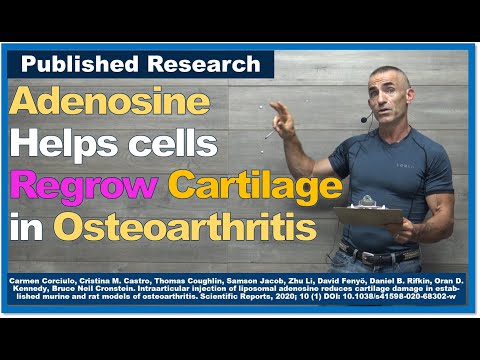 Adenosine Helps Regrow Cartilage in Osteoarthritis - Vimarsana News