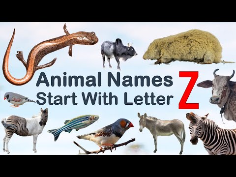Animal Names starting with Letter Z, Spelling, Picture #vocabulary #animals #explore #animalslover