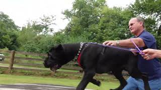 Cane Corso A day in the Life part 2. We do it better!