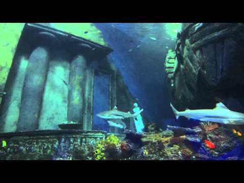 GoPro Hero3 Test im Sea Life (2012 ), Sea Life München (High Life Divers),Bayern,Deutschland