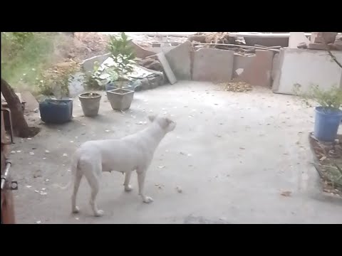 Cute Dog's shorts | action of cute dogs | #Garvit Rana Official