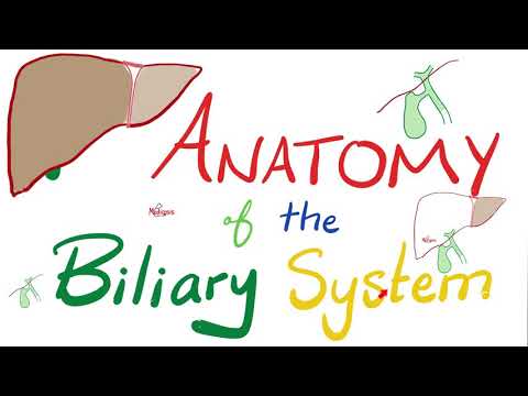 Anatomy of the Biliary System - Quick Review