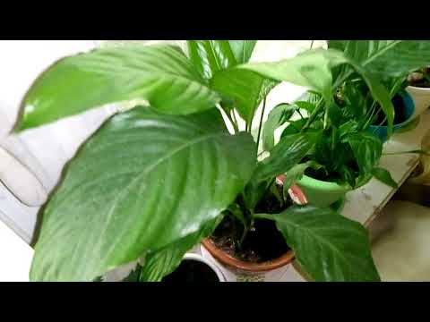 Обзор моих комнатных растений в июне