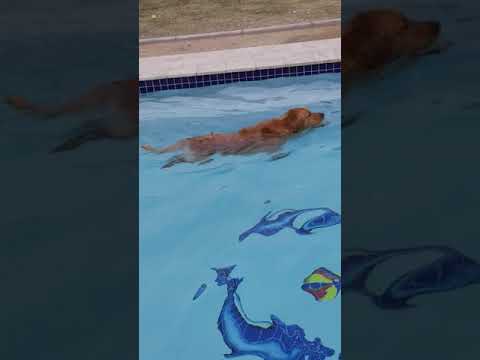 Graceful golden retriever swimming